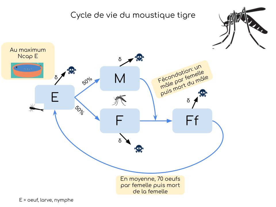 CycleVieMoustiqueTigre